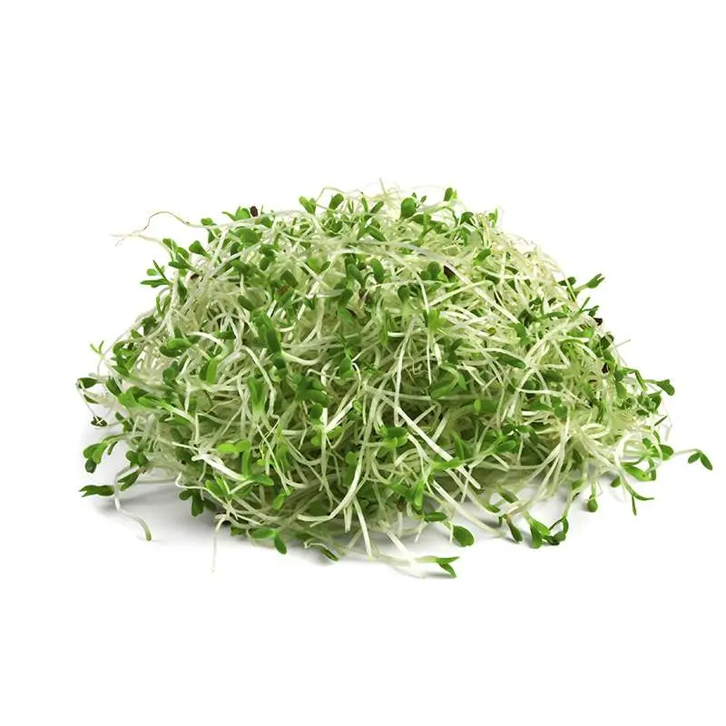 Germinado/brote de alfalfa Bandeja - 100g