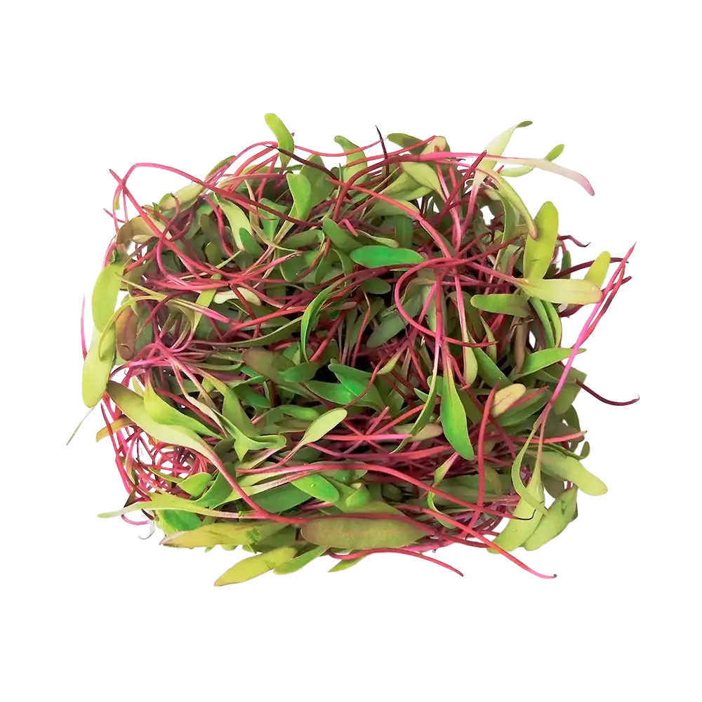 Germinado/brote de betarraga Bandeja - 100g