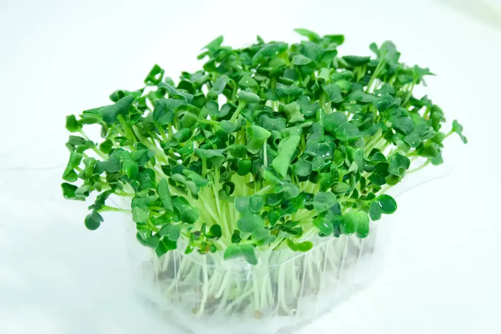 Germinado/Brote De Brócoli Bandeja - 100g