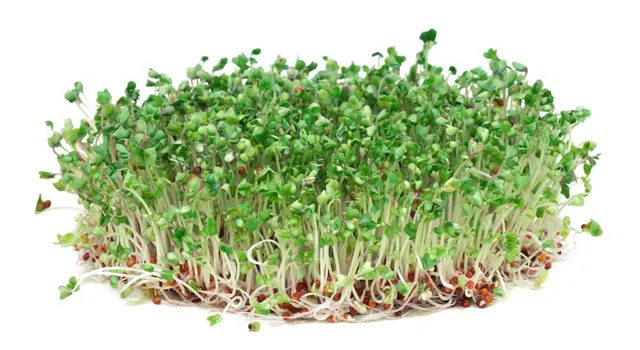 Germinado/Brote De Lenteja Bandeja - 100g