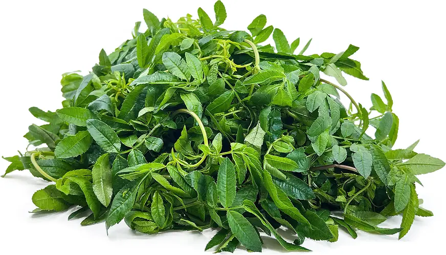 Hierba Chincho - Atado