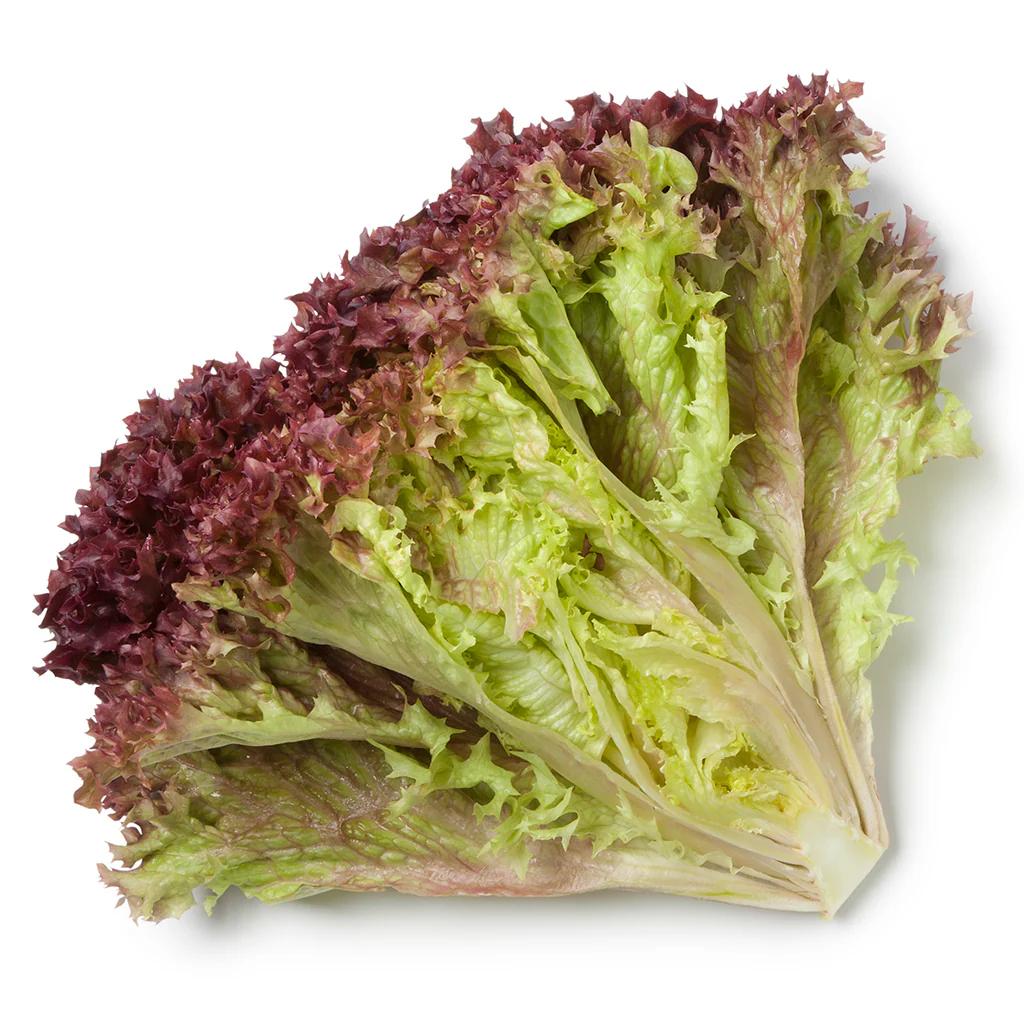 Lechuga Morada- Unidad