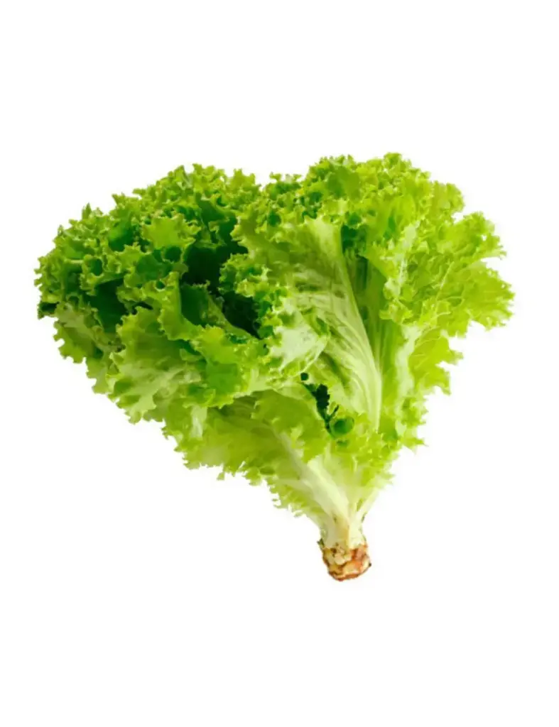 Lechuga Crespa - Unidad