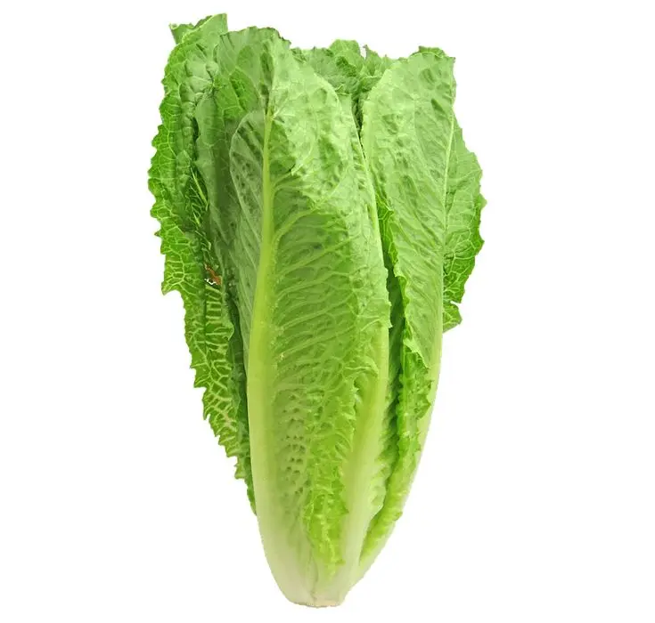 Lechuga Romana - Unidad