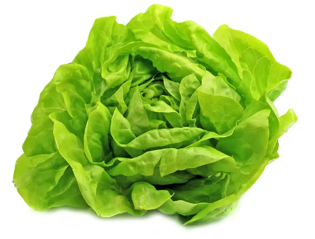 Lechuga Seda (criolla) - Unidad